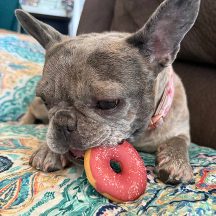 Frosted Donut for Pets