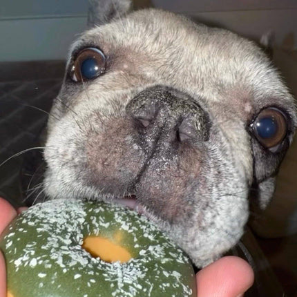 Frosted Donut for Pets
